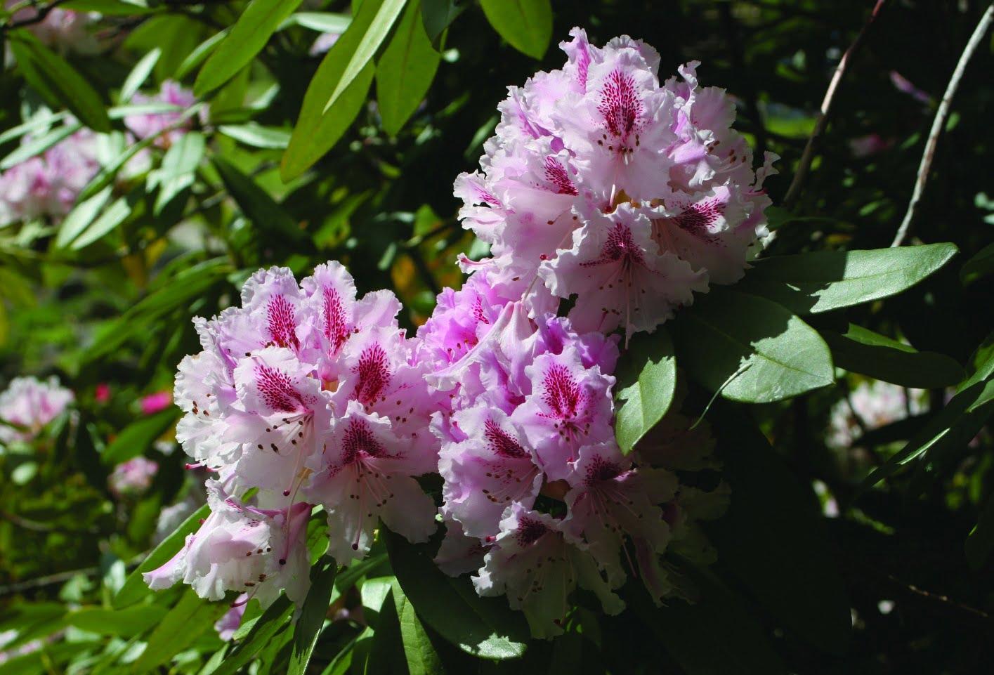 Rhododendron Prince Camille De Rohan - View 3 from www redcrocus com
