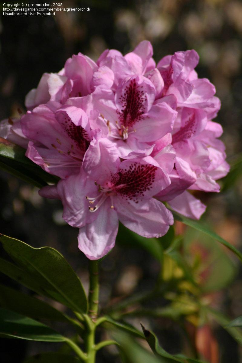 Rhododendron Prince Camille De Rohan - View 4 from www redcrocus com