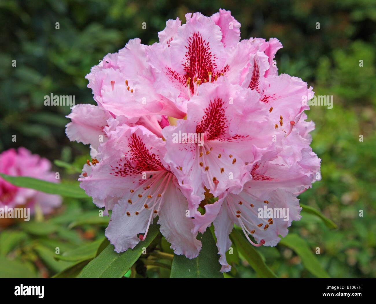 Rhododendron Prince Camille De Rohan - View 5 from www redcrocus com