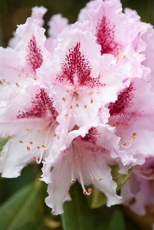 Rhododendron Prince Camille De Rohan - View 6 from www redcrocus com