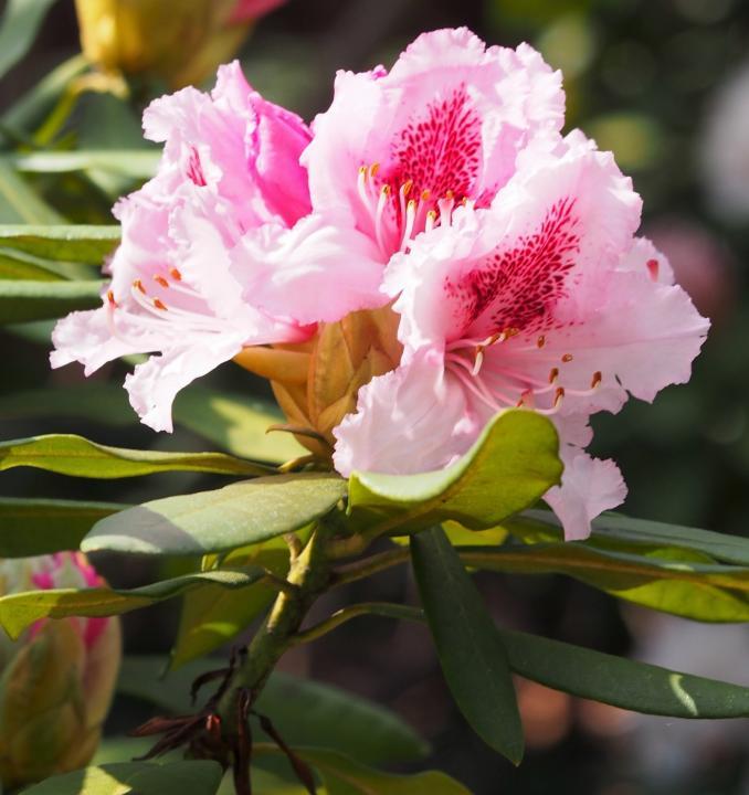 Rhododendron Prince Camille De Rohan - View 9 from www redcrocus com