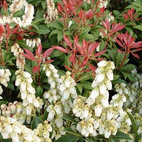Pieris Japonica Prelude - View 11 from www redcrocus com