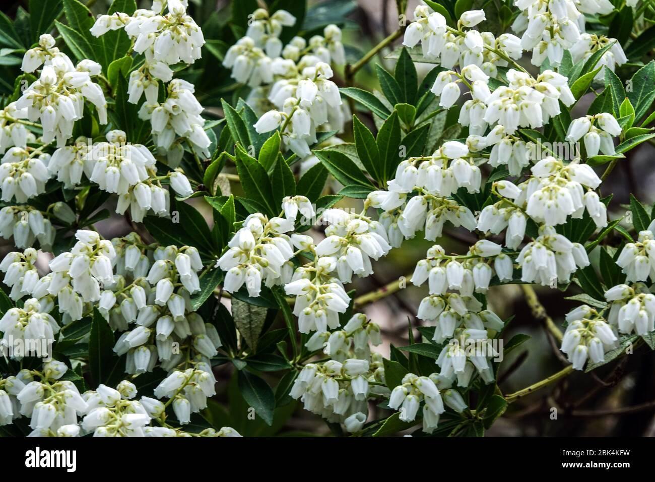 Pieris Japonica Prelude - View 13 from www redcrocus com