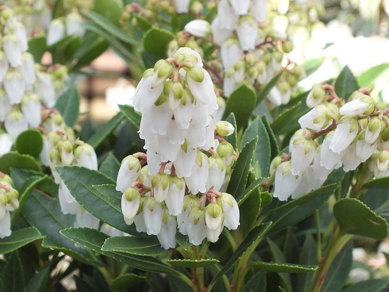 Pieris Japonica Prelude - View 15 from www redcrocus com