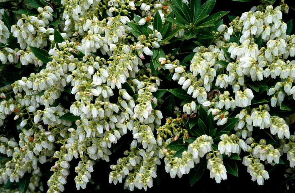 Pieris Japonica Prelude - View 17 from www redcrocus com