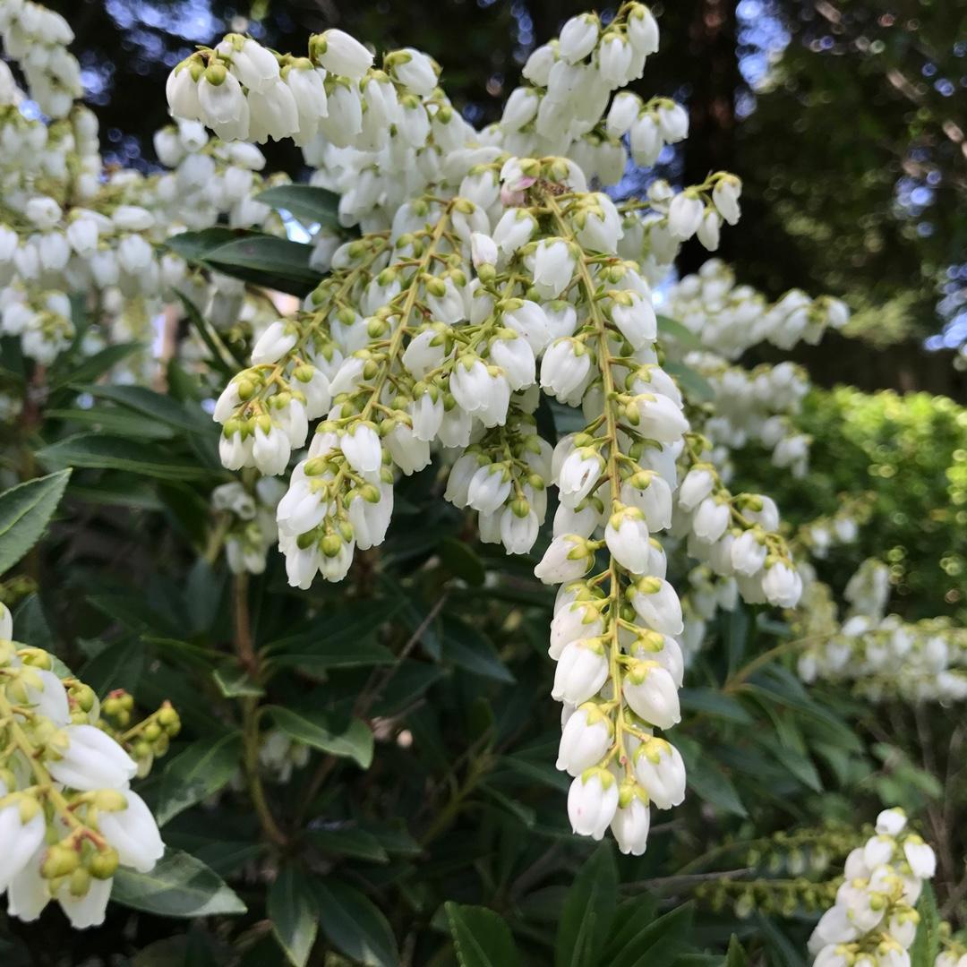 Pieris Japonica Prelude - View 18 from www redcrocus com