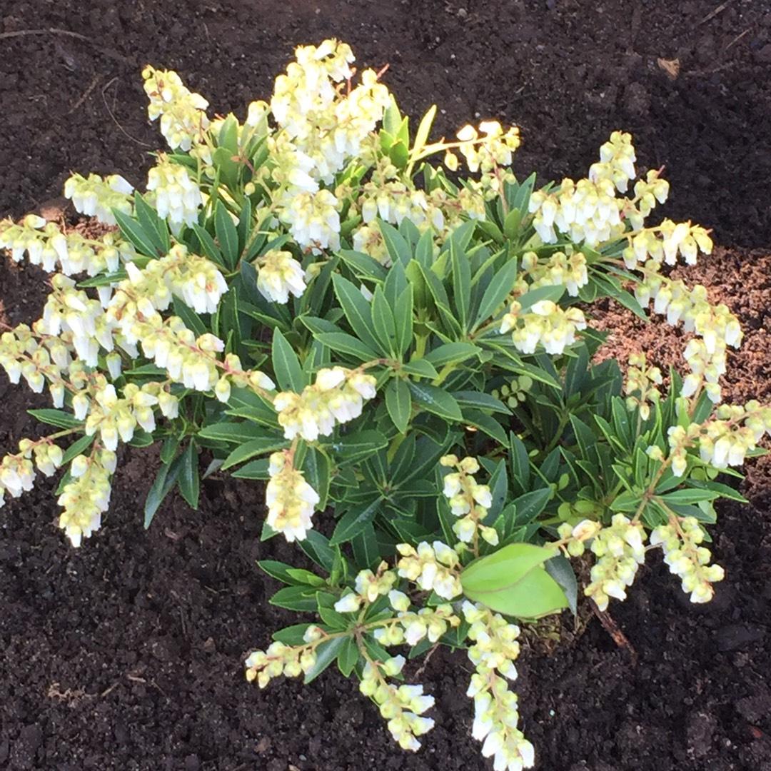 Pieris Japonica Prelude - View 2 from www redcrocus com