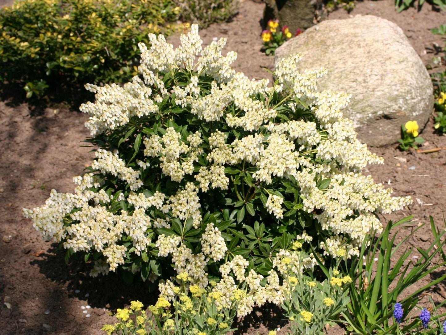 Pieris Japonica Prelude - View 4 from www redcrocus com