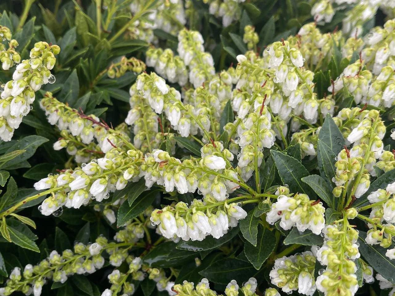 Pieris Japonica Prelude - View 6 from www redcrocus com