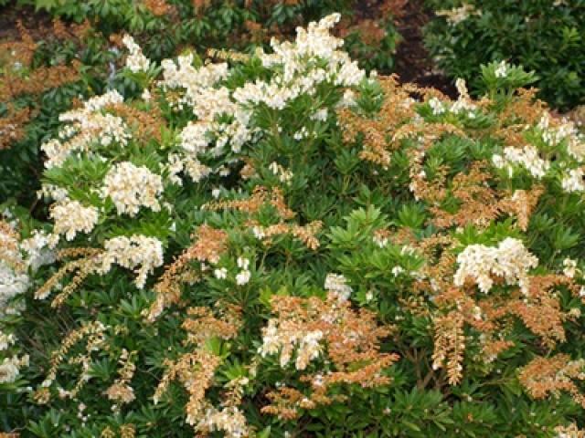 Pieris Japonica Prelude - View 8 from www redcrocus com