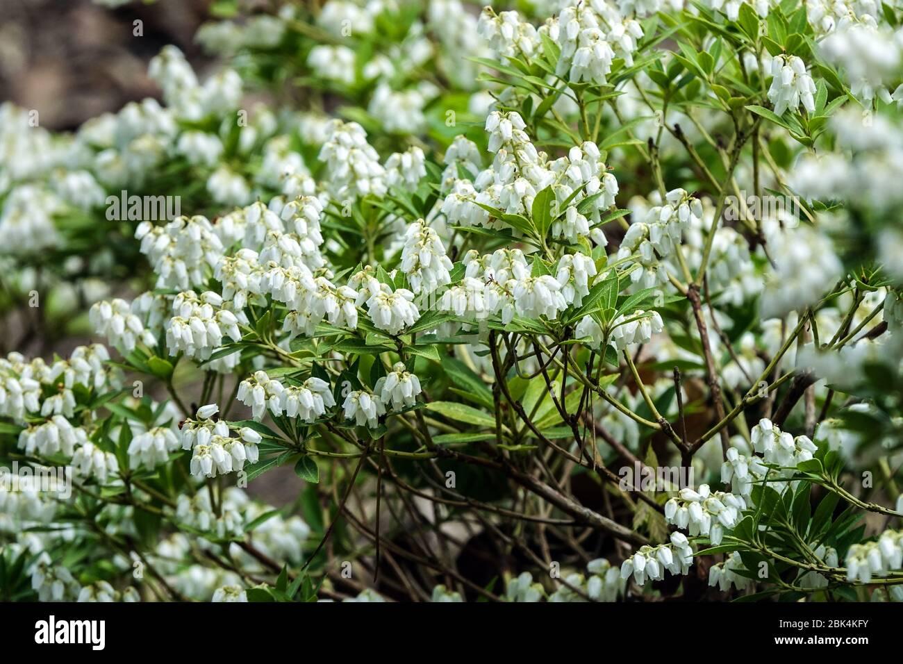 Pieris Japonica Prelude - View 9 from www redcrocus com