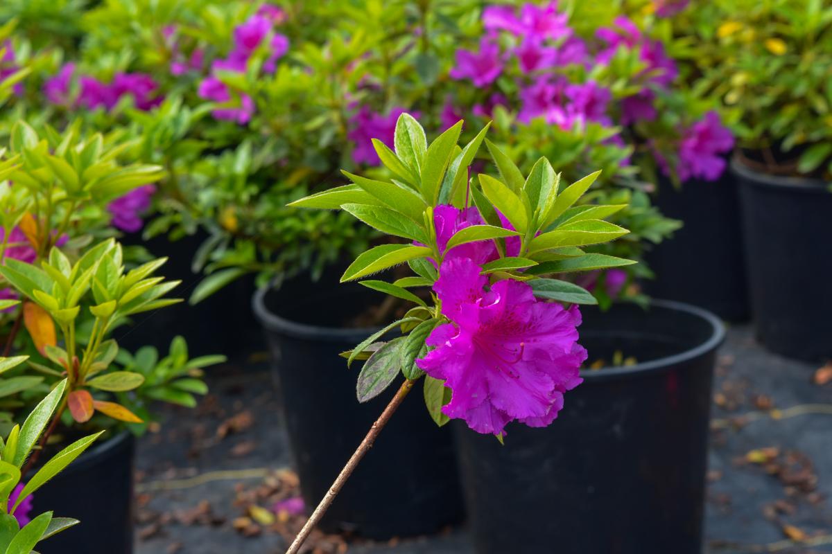 Azalea 'purple Splendor' - View 10 from www redcrocus com