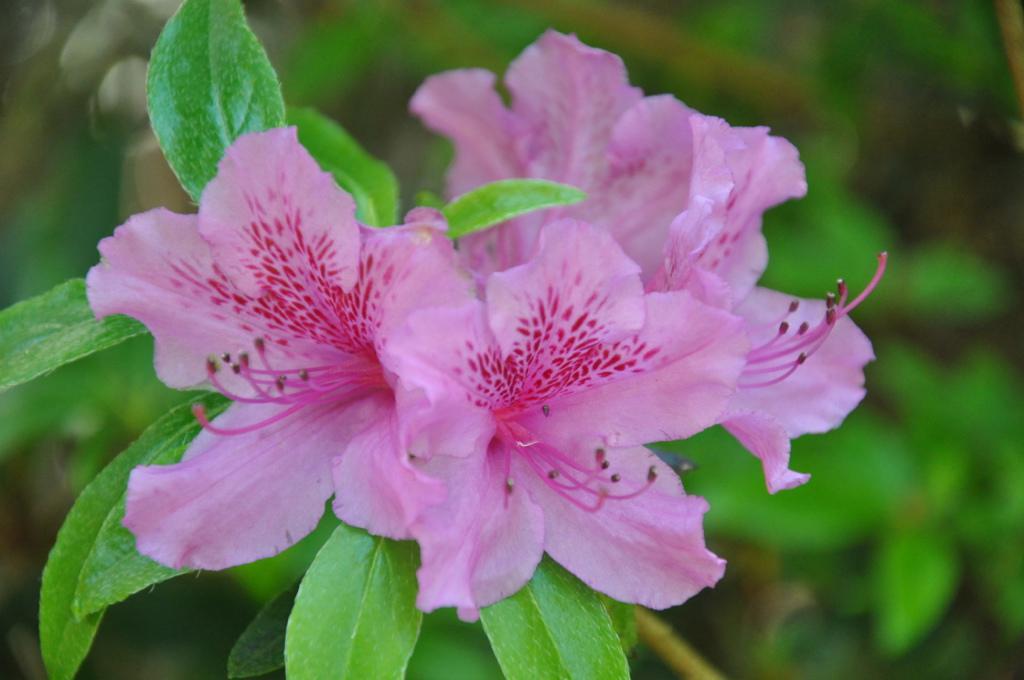 Azalea 'purple Splendor' - View 11 from www redcrocus com