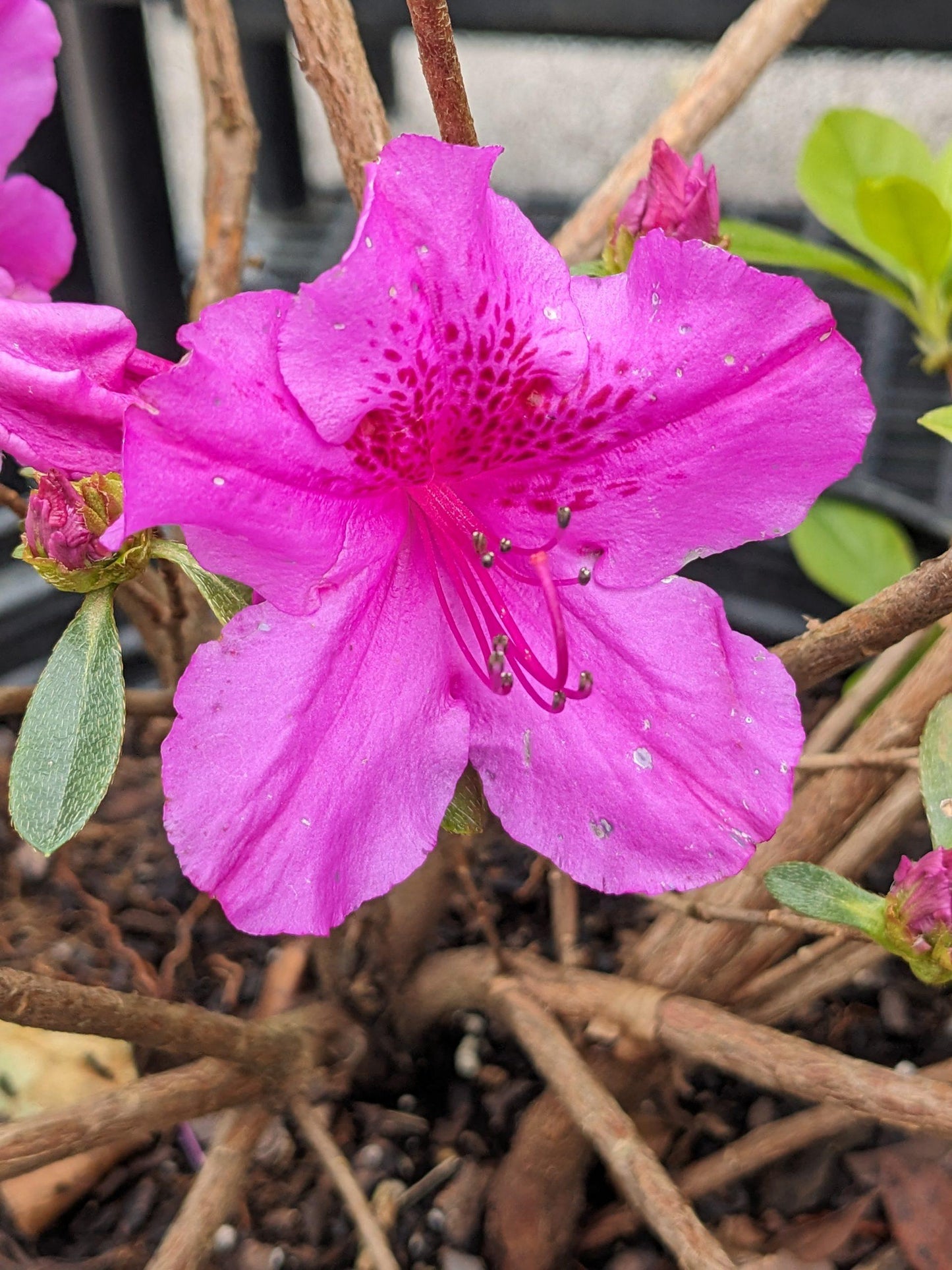 Azalea 'purple Splendor' - View 12 from www redcrocus com