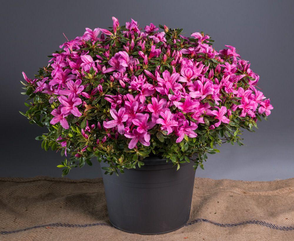 Azalea 'purple Splendor' - View 13 from www redcrocus com