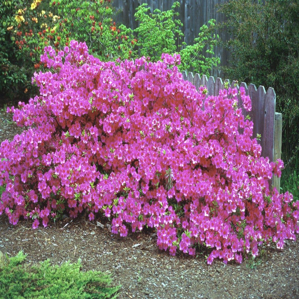 Azalea 'purple Splendor' - View 14 from www redcrocus com
