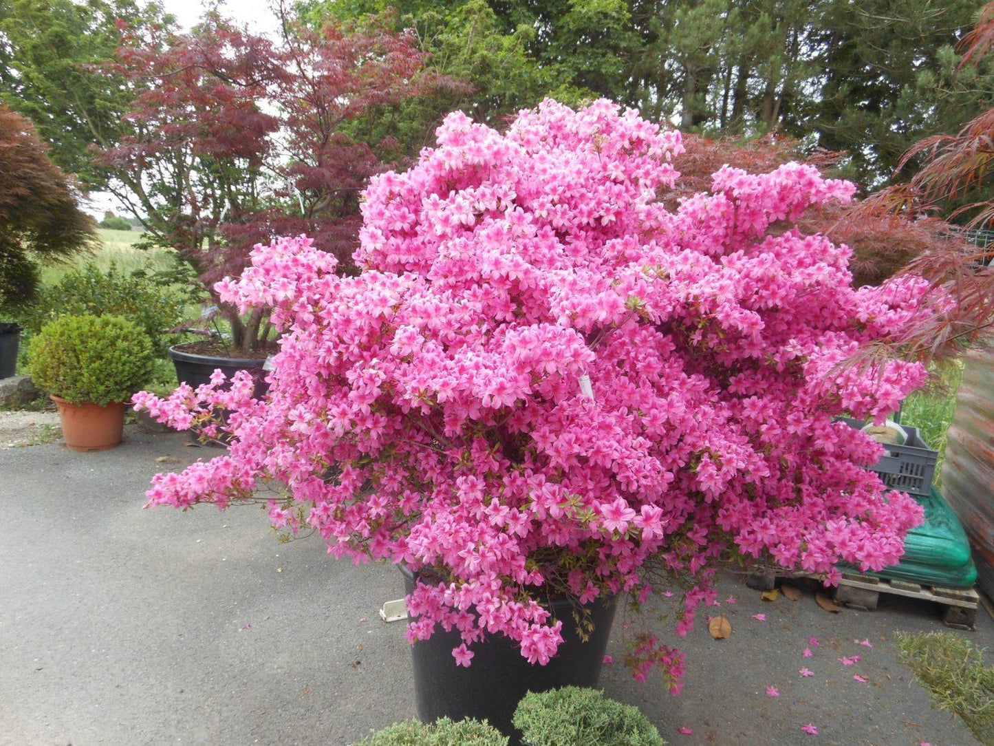 Azalea 'purple Splendor' - View 15 from www redcrocus com