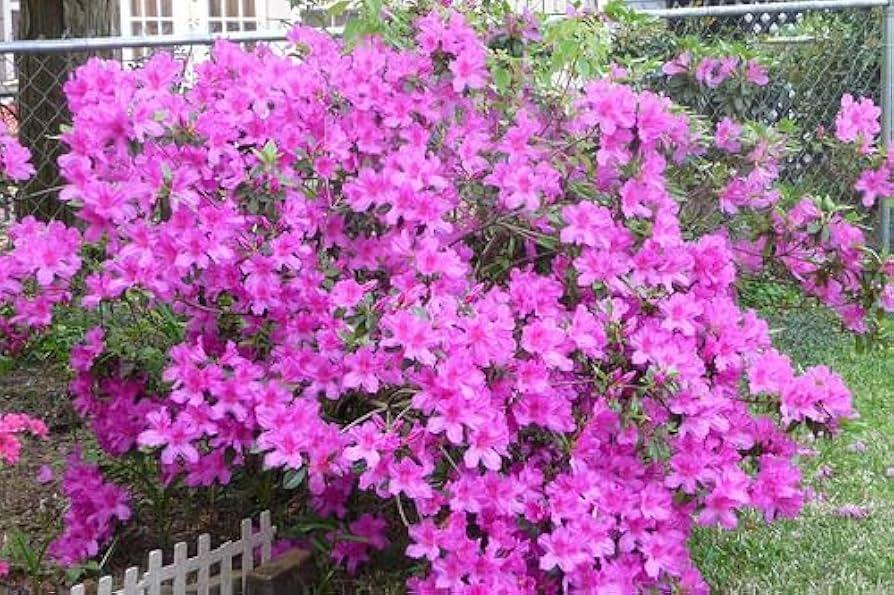 Azalea 'purple Splendor' - View 16 from www redcrocus com