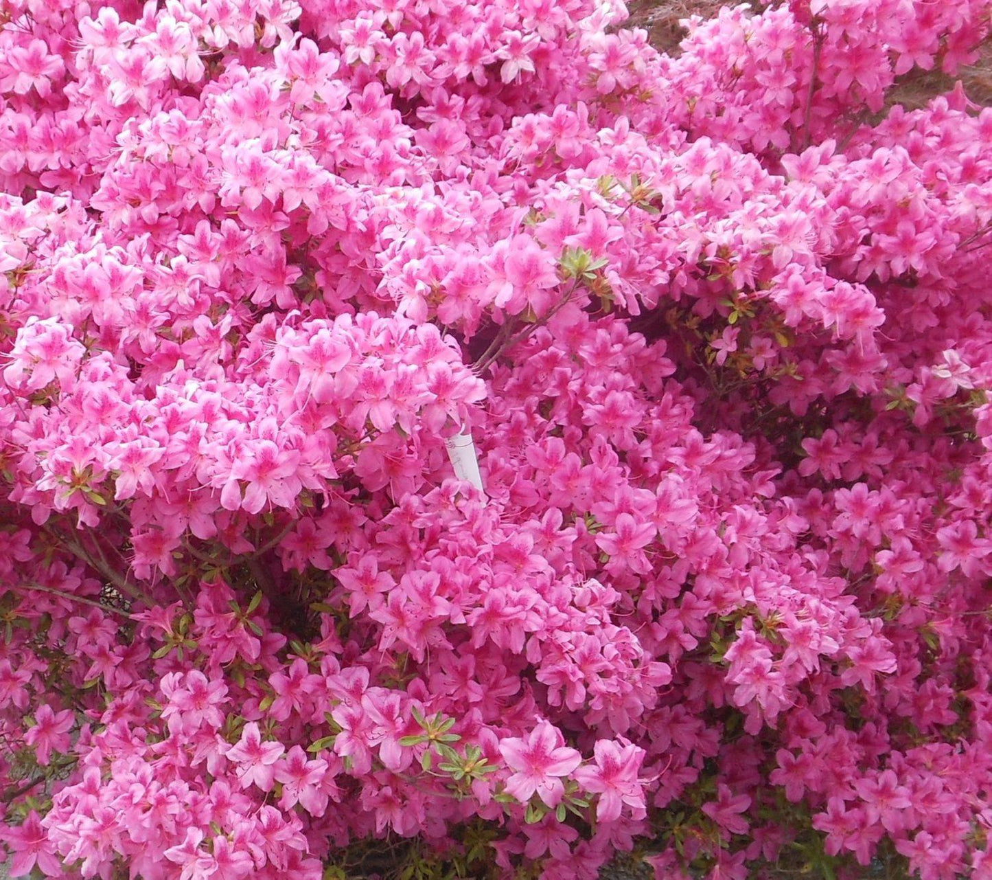 Azalea 'purple Splendor' - View 17 from www redcrocus com