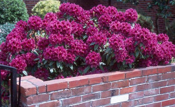 Azalea 'purple Splendor' - View 18 from www redcrocus com
