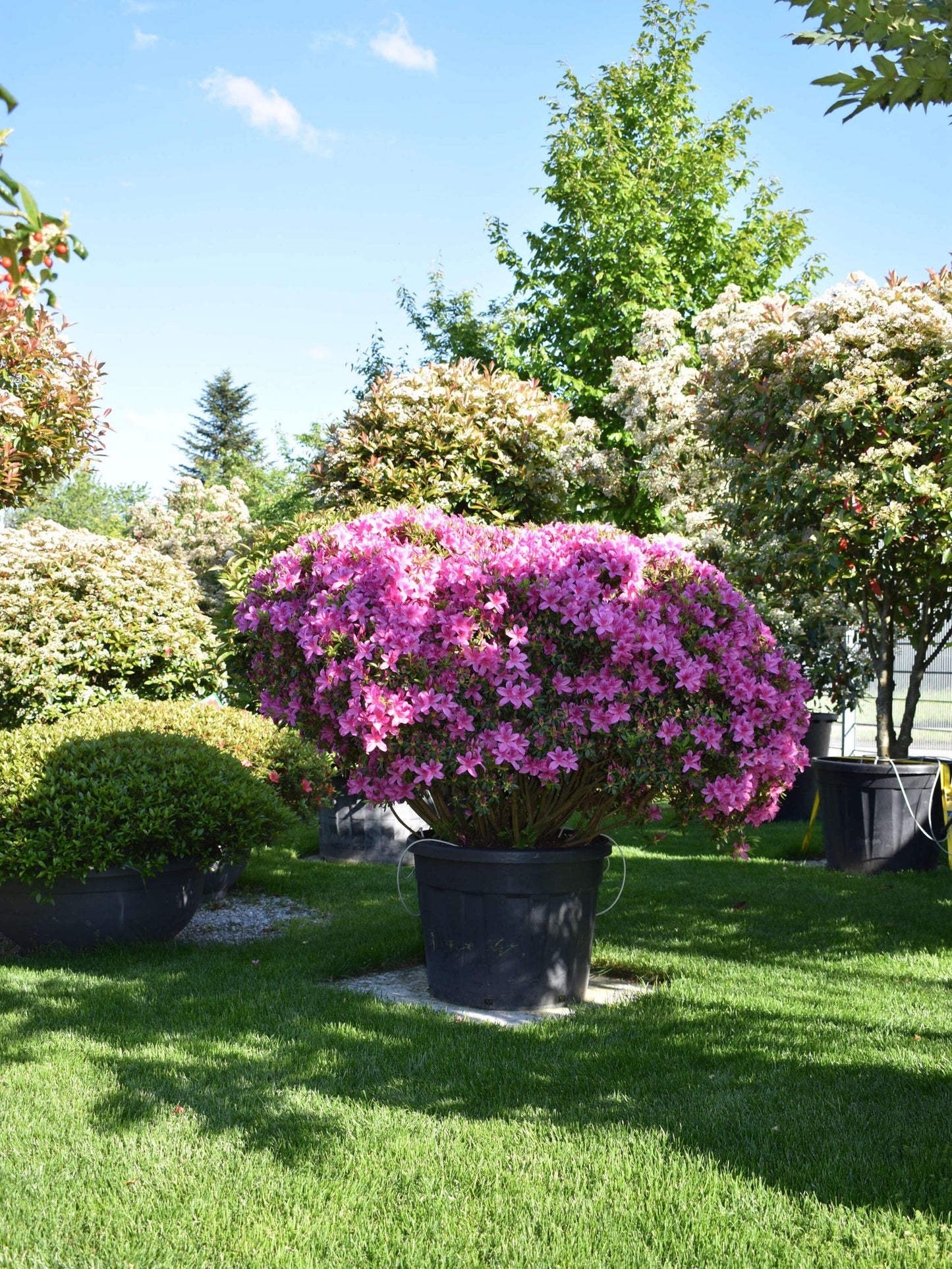 Azalea 'purple Splendor' - View 19 from www redcrocus com