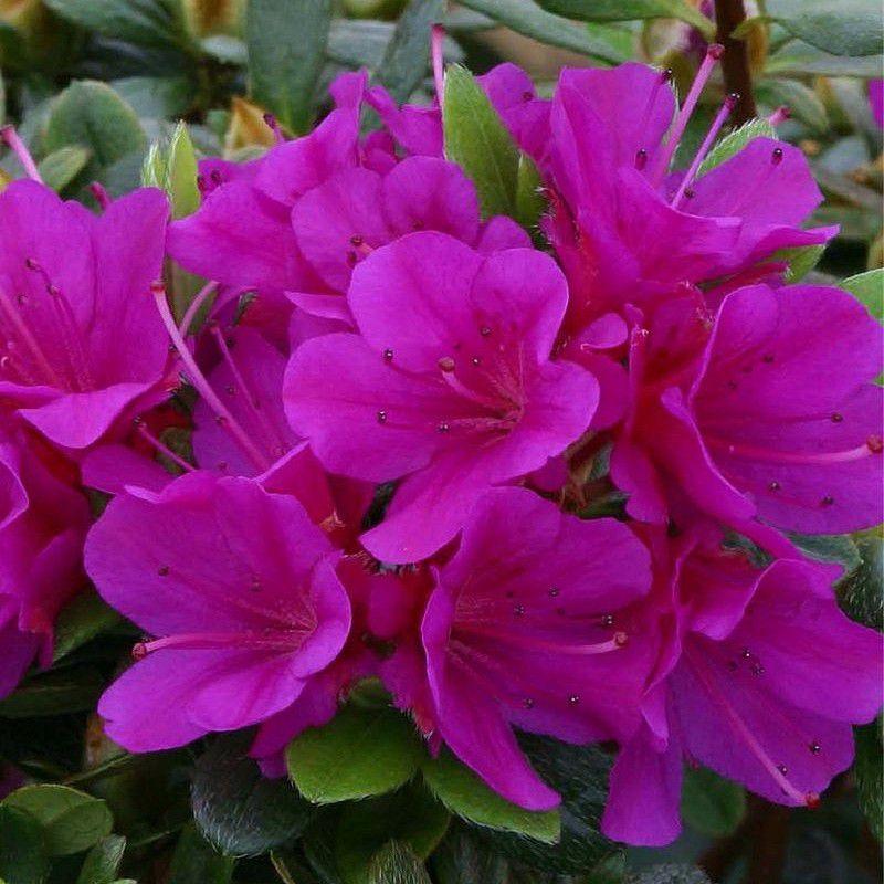 Azalea 'purple Splendor' - View 2 from www redcrocus com