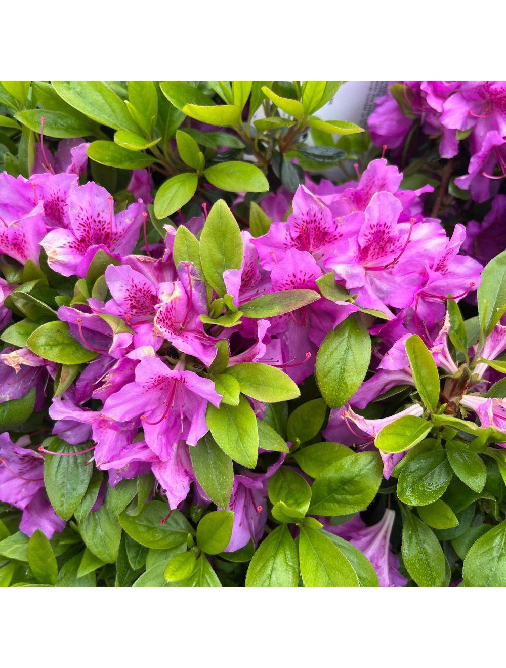 Azalea 'purple Splendor' - View 3 from www redcrocus com