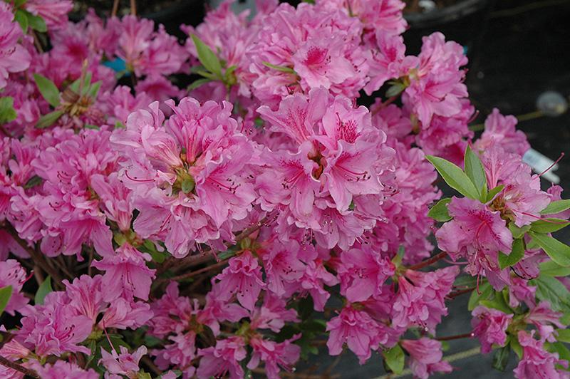 Azalea 'purple Splendor' - View 4 from www redcrocus com