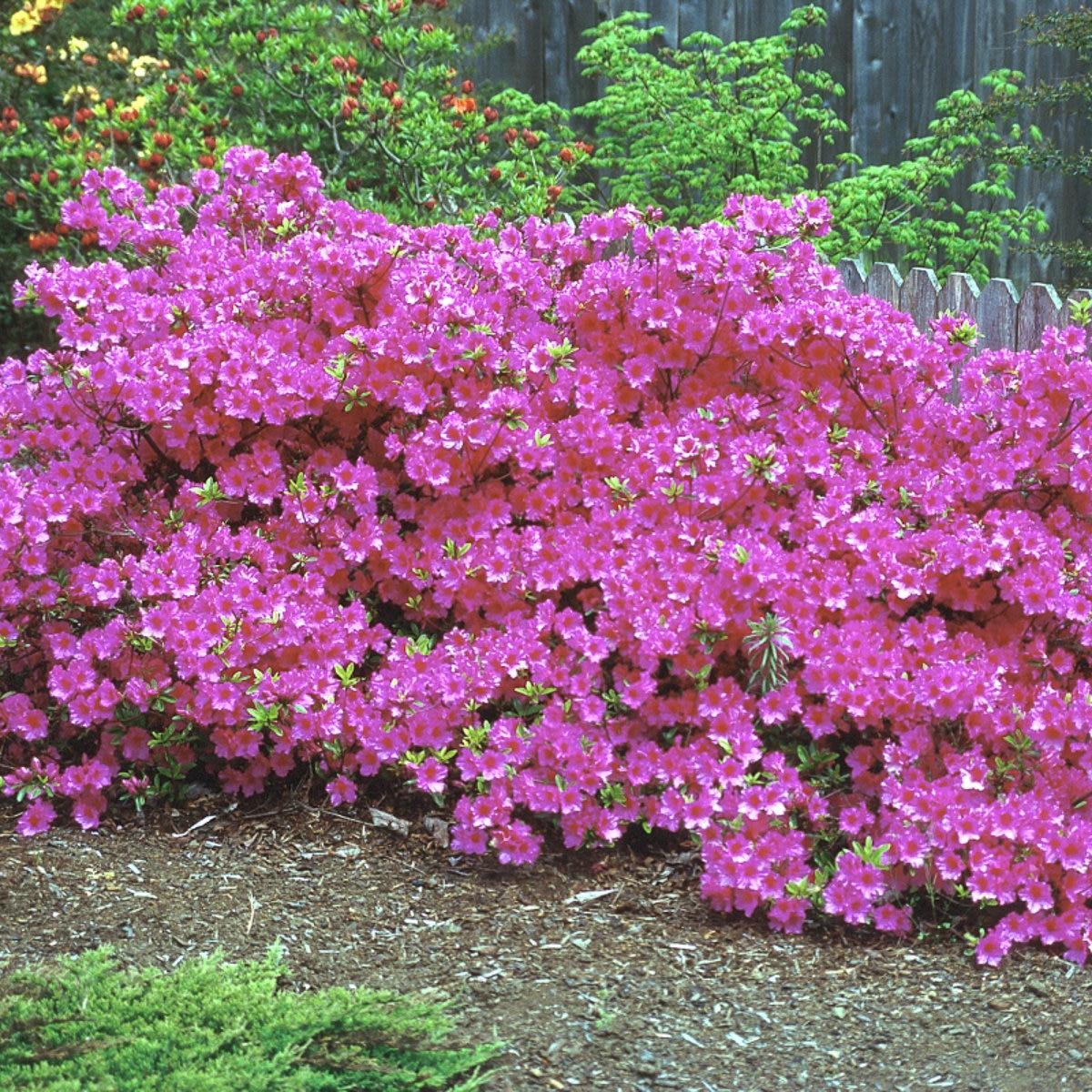 Azalea 'purple Splendor' - View 5 from www redcrocus com
