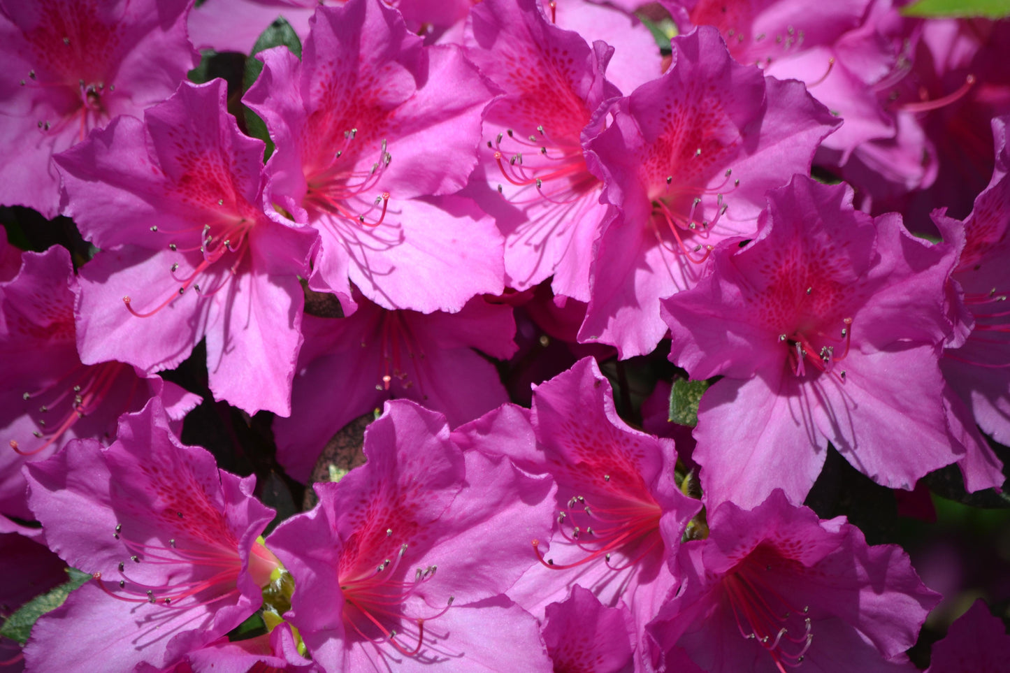 Azalea 'purple Splendor' - View 6 from www redcrocus com