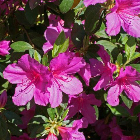 Azalea 'purple Splendor' - View 8 from www redcrocus com