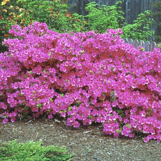 Azalea 'purple Splendor' - View 9 from www redcrocus com