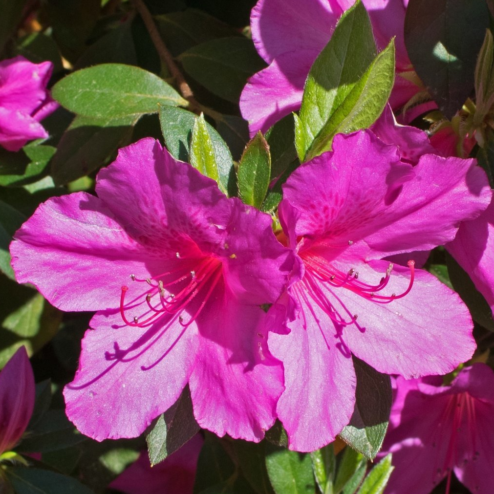 Azalea 'purple Splendor' - View 9 from www redcrocus com