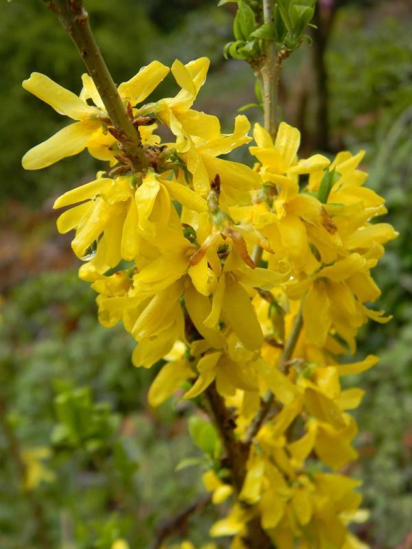 Forsythia Intermedia 'spring Fling' - View 12 from www redcrocus com