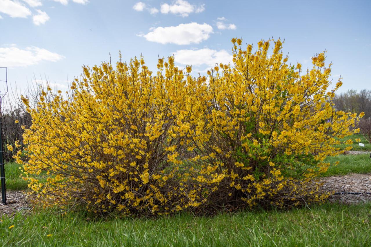 Forsythia Intermedia 'spring Fling' - View 2 from www redcrocus com
