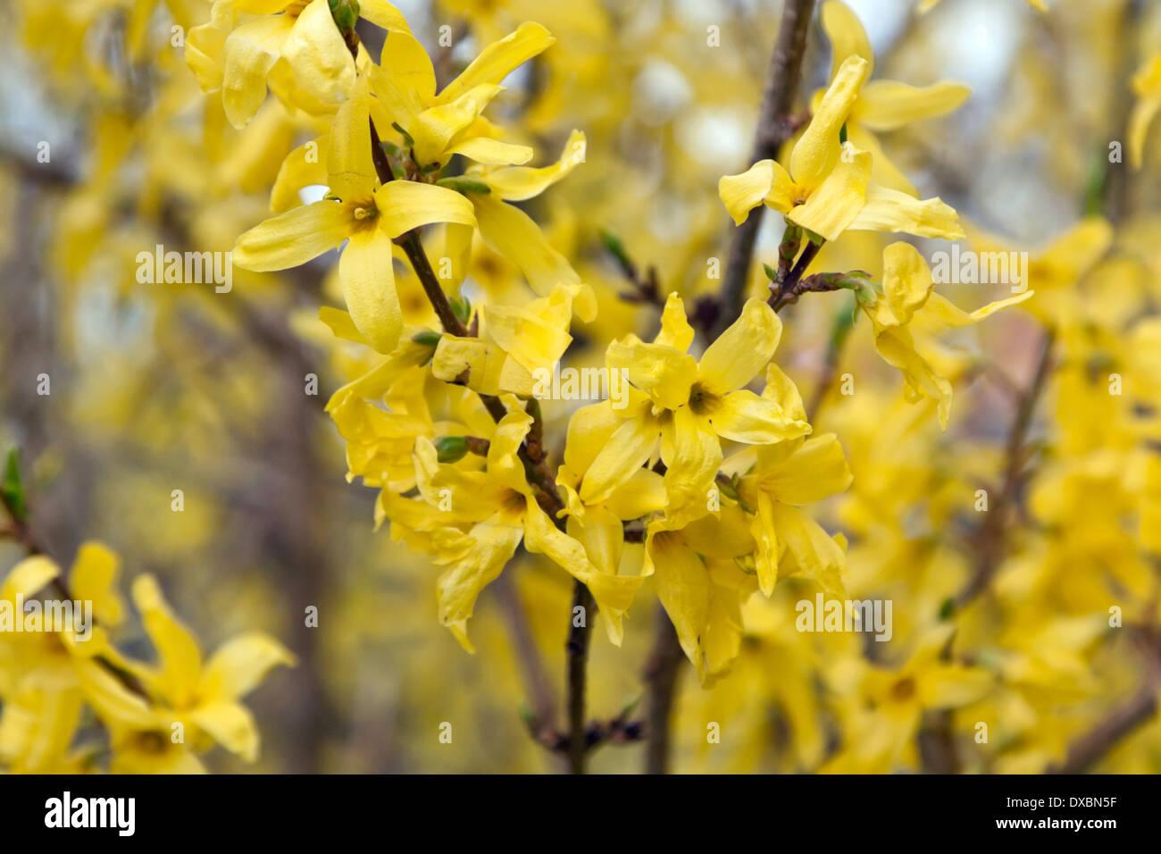 Forsythia Intermedia 'spring Fling' - View 5 from www redcrocus com