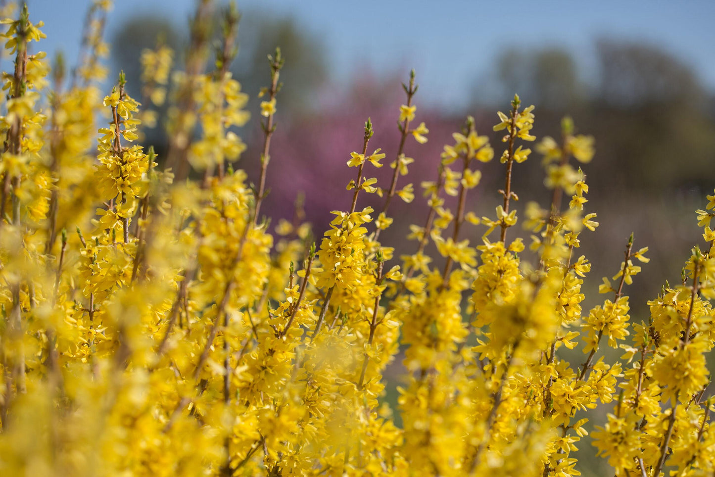 Forsythia Intermedia 'spring Fling' - View 7 from www redcrocus com