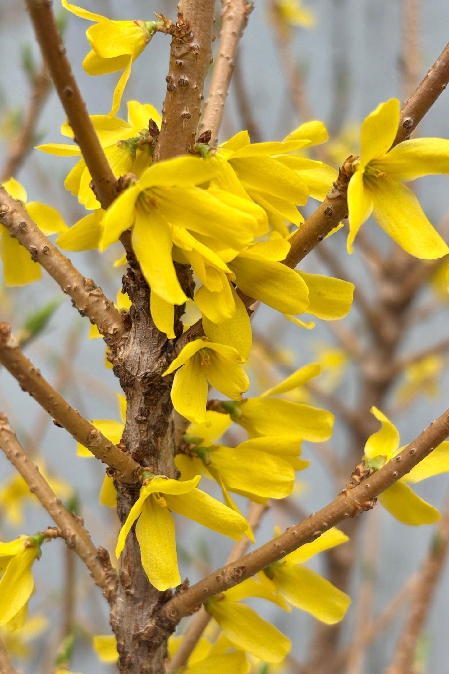 Forsythia Intermedia 'spring Fling' - View 8 from www redcrocus com