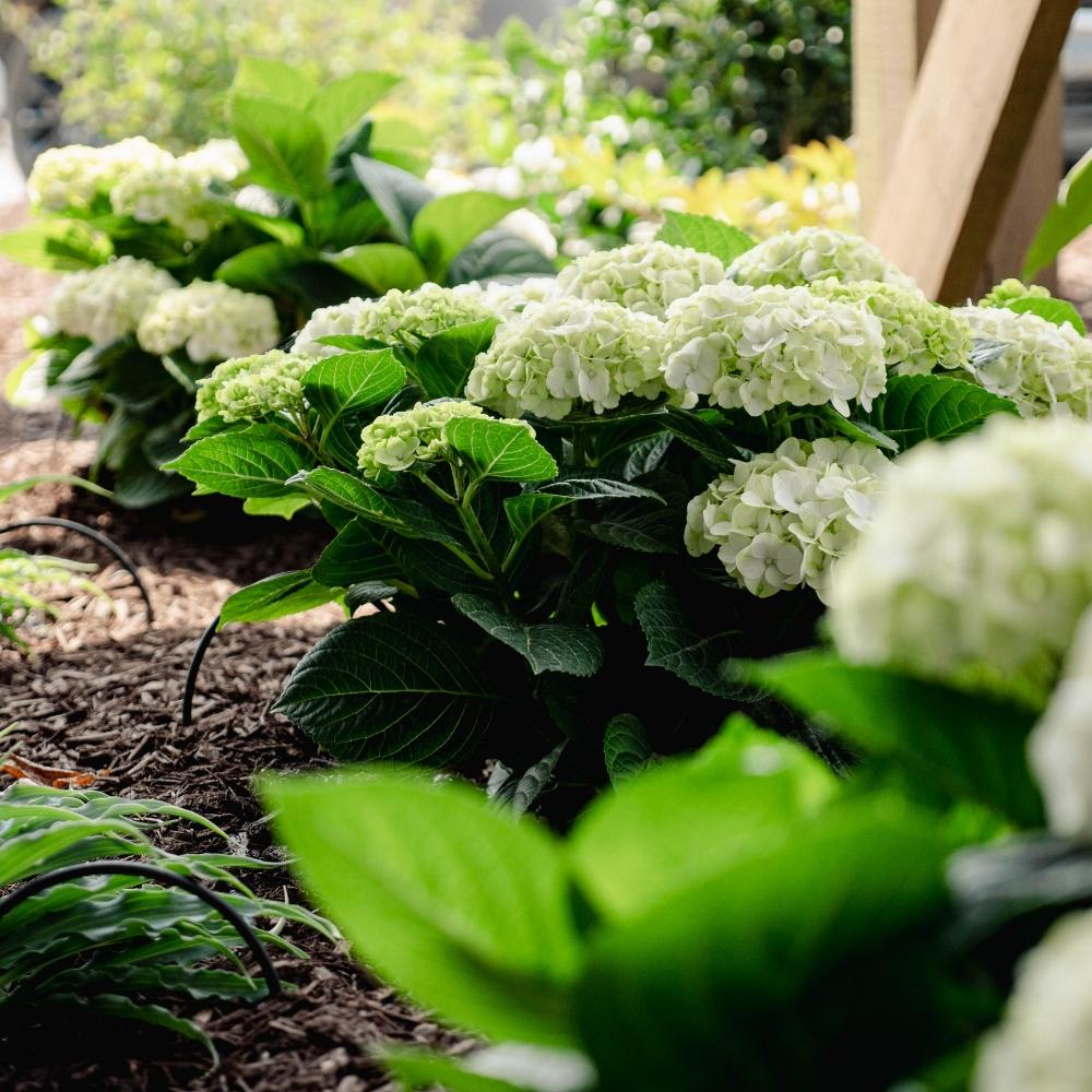 Hydrangea Macrophylla 'grin And Tonic' - View 13 from www redcrocus com
