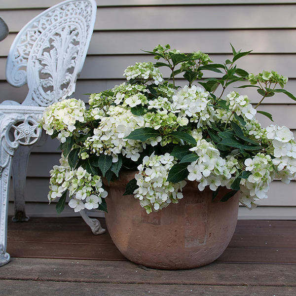 Hydrangea Macrophylla 'grin And Tonic' - View 17 from www redcrocus com