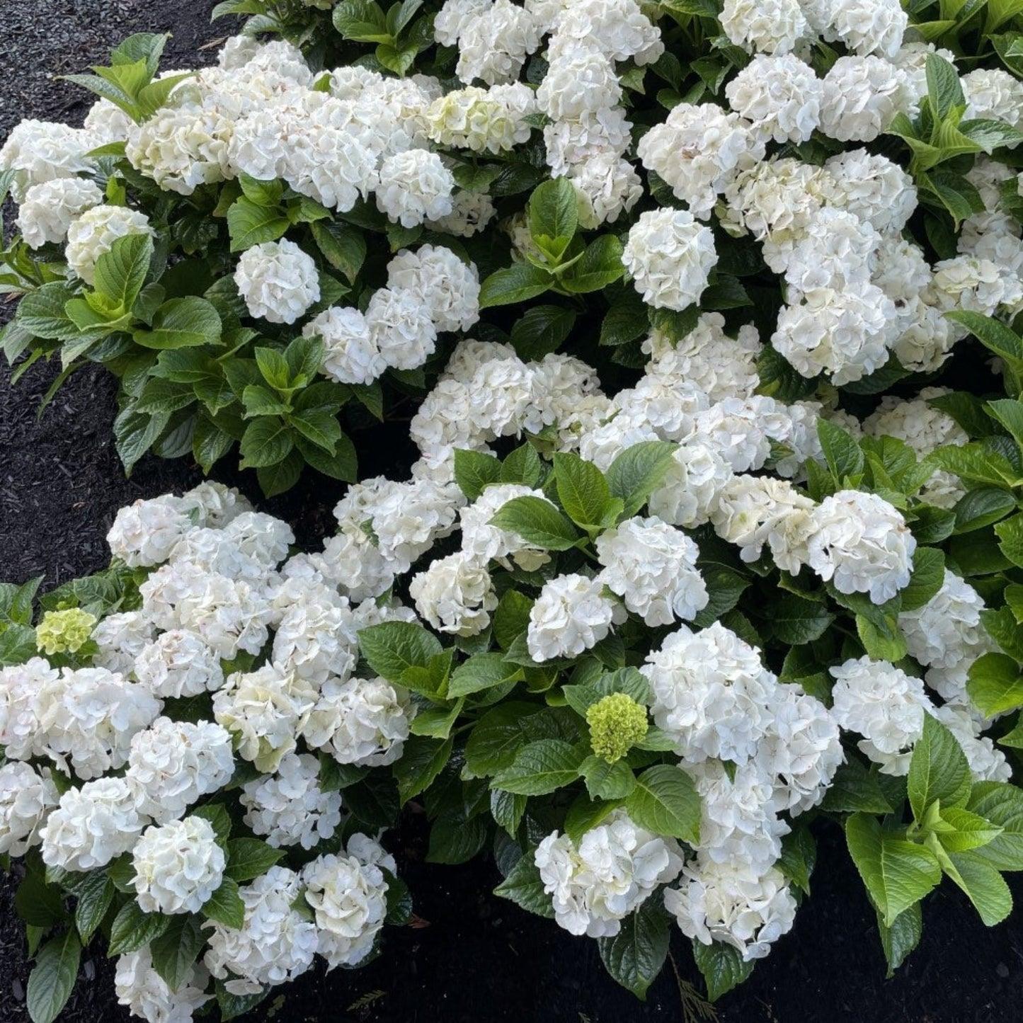 Hydrangea Macrophylla 'grin And Tonic' - View 2 from www redcrocus com