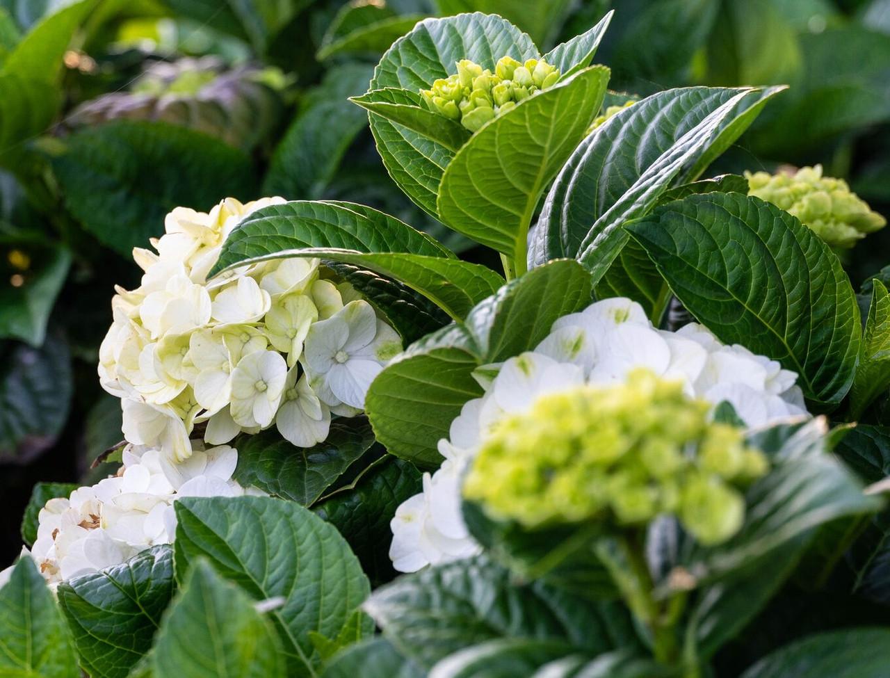 Hydrangea Macrophylla 'grin And Tonic' - View 9 from www redcrocus com