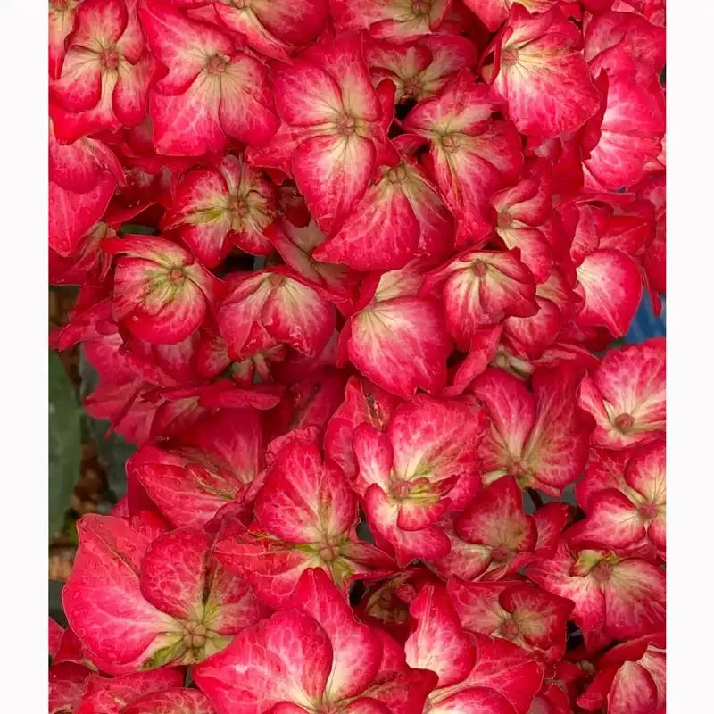 Hydrangea Macrophylla 'kimono' - View 19 from www redcrocus com