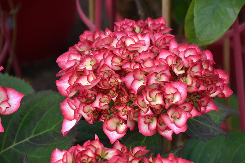 Hydrangea Macrophylla 'kimono' - View 8 from www redcrocus com