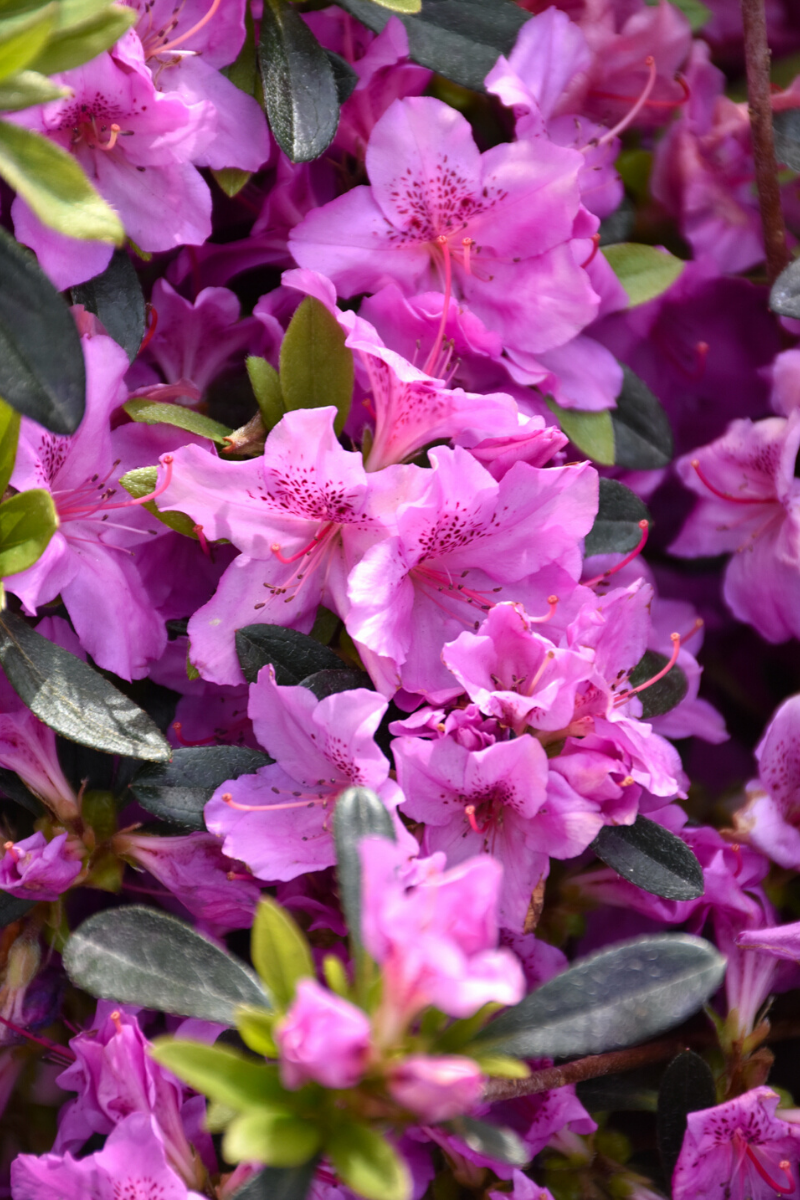 Azalea 'karen' - View 11 from www redcrocus com