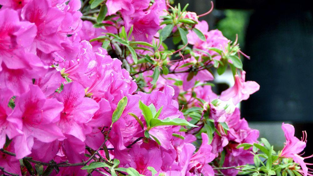 Azalea 'karen' - View 12 from www redcrocus com