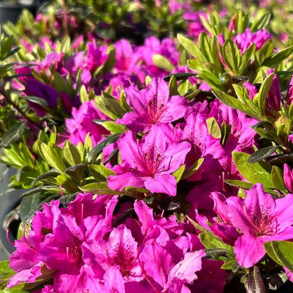 Azalea 'karen' - View 13 from www redcrocus com