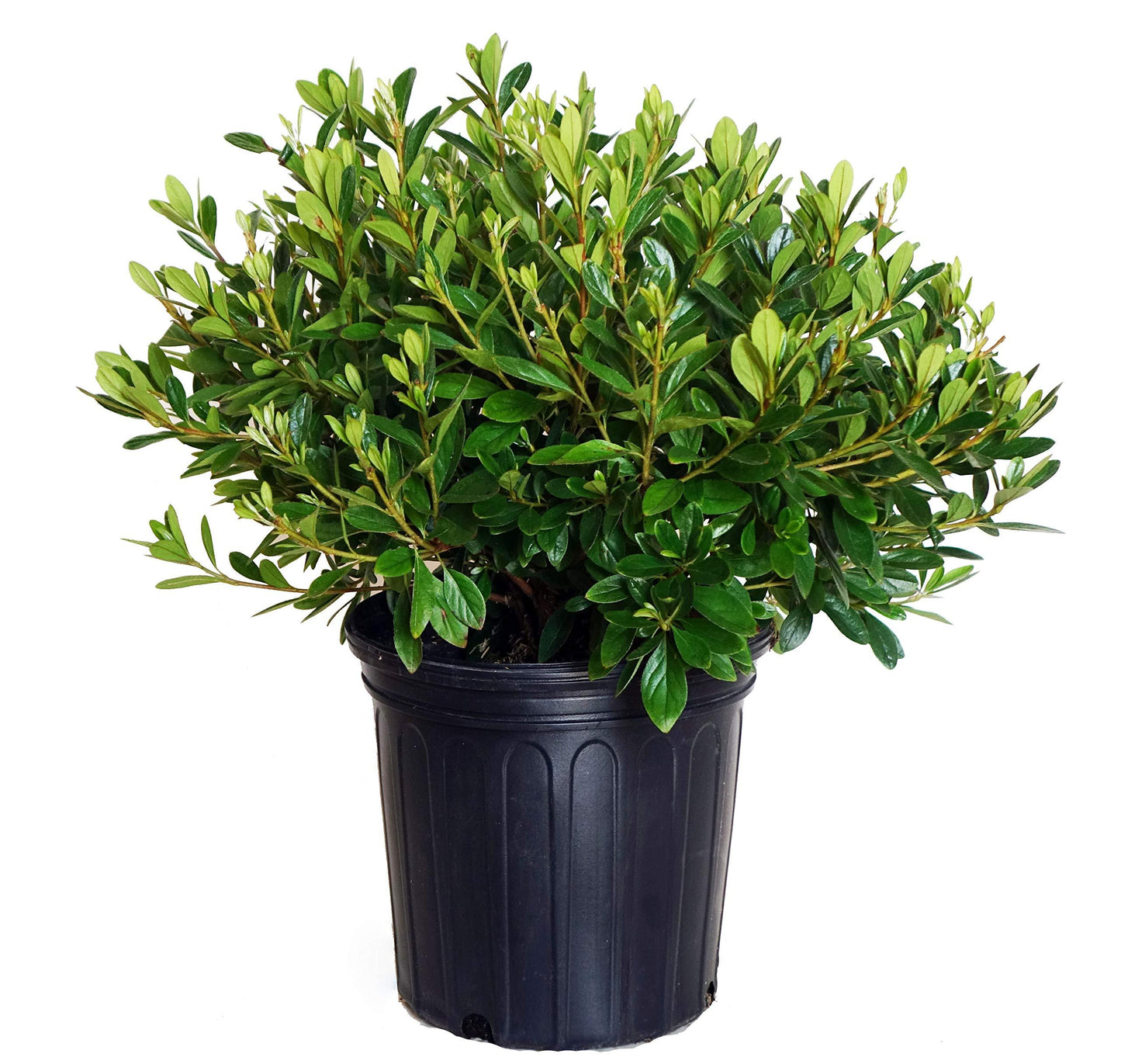 Azalea 'karen' - View 14 from www redcrocus com