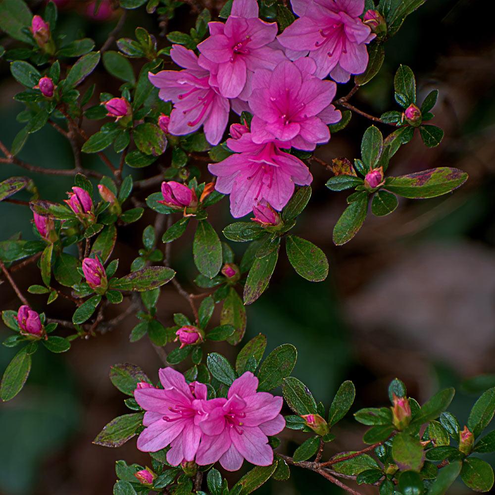 Azalea 'karen' - View 15 from www redcrocus com