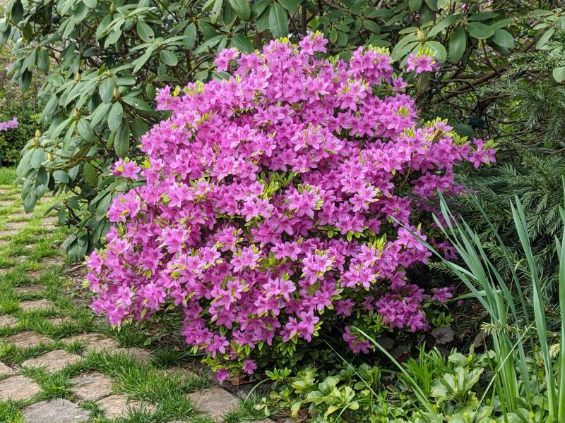 Azalea 'karen' - View 16 from www redcrocus com